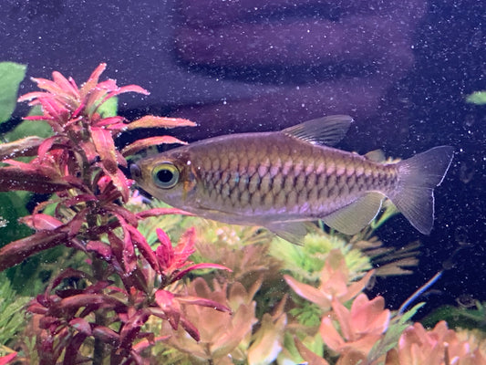 Congo Tetra(Female)