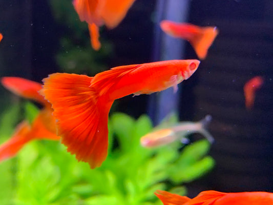 Albino Red Guppy (Male)