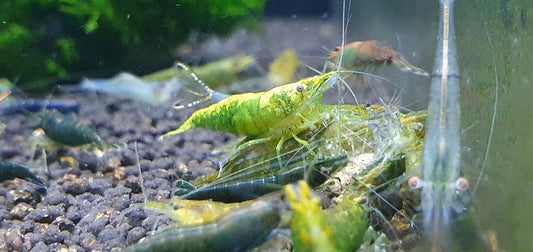Green Jade Shrimp