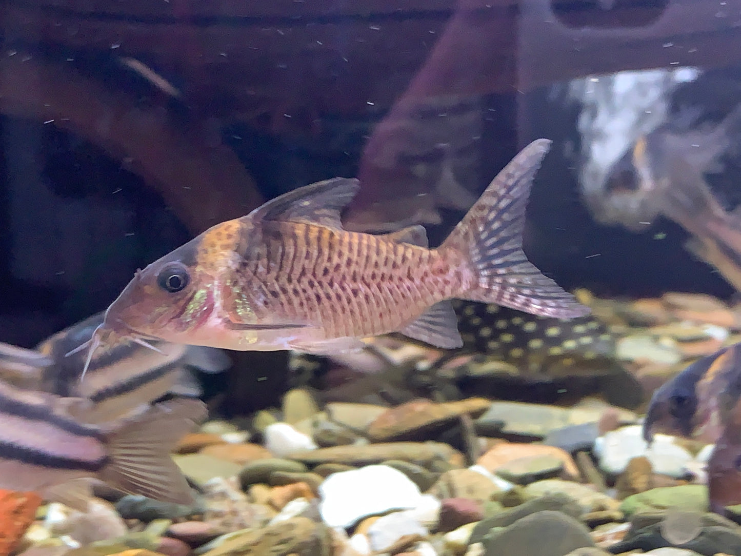 Cory Sp