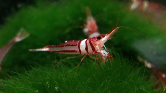 Harlequin Sulawesi Shrimp
