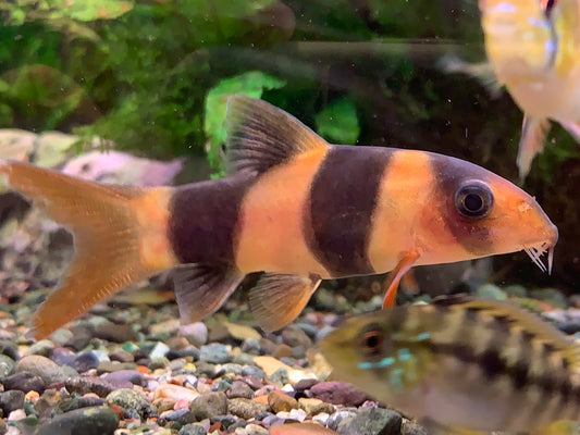 Clown Loach