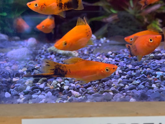 Red Swordtail