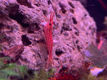 Red Line Sulawesi Shrimp
