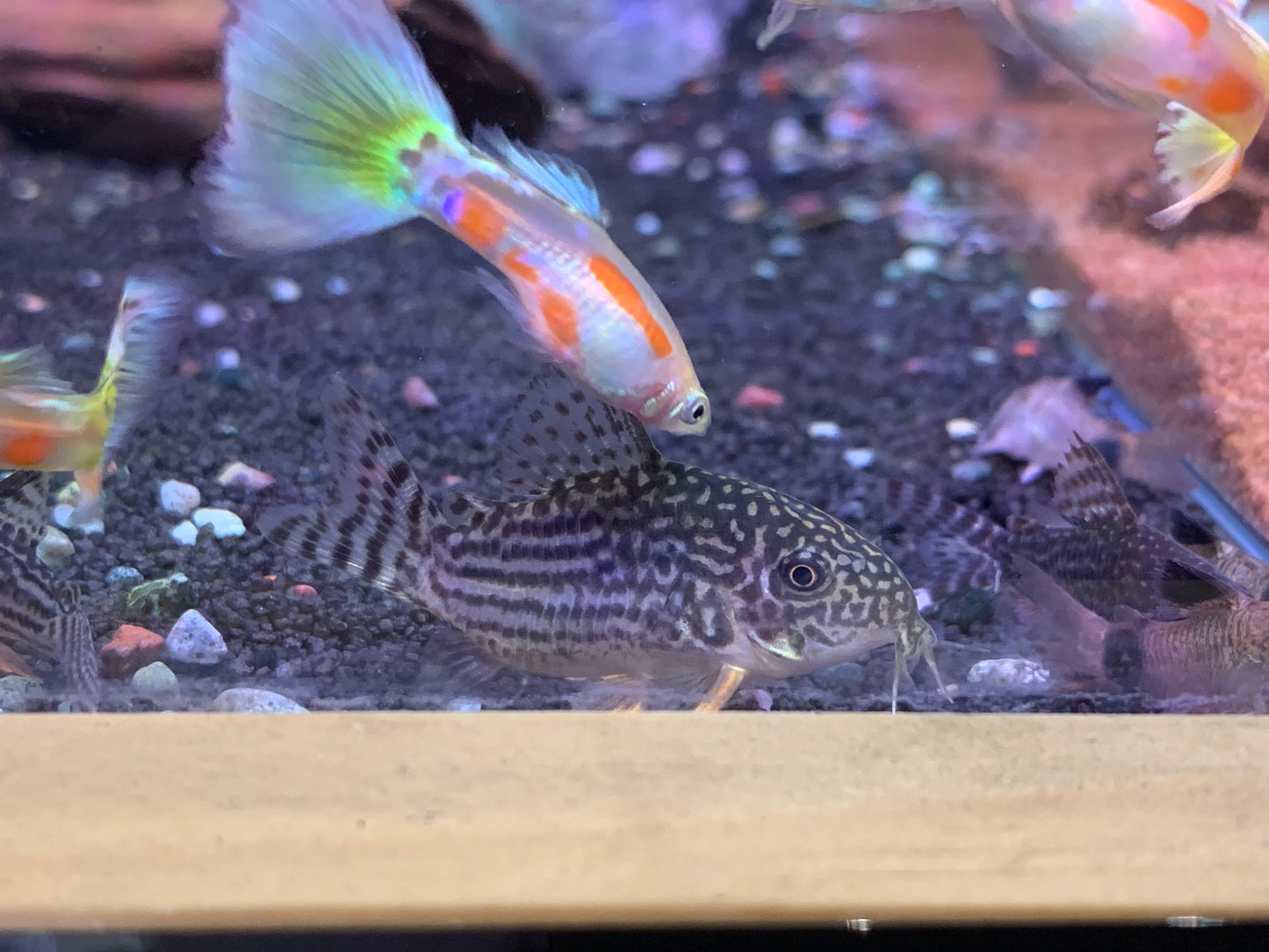 Sterbai Cory