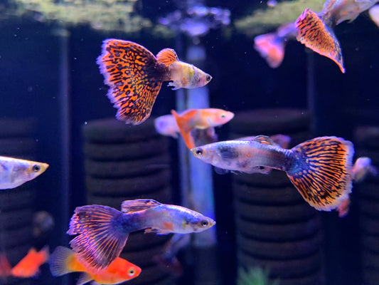 Rainbow Guppy