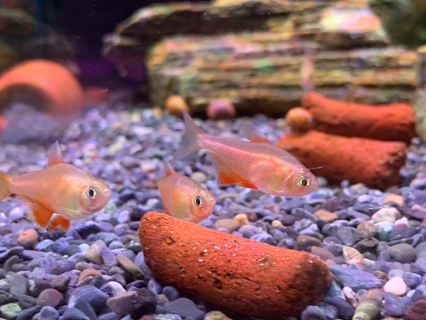 Von Rio Flame Tetra