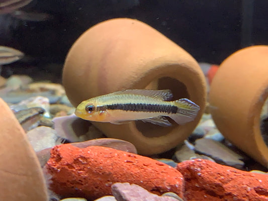 Taeniacara Candidiasis