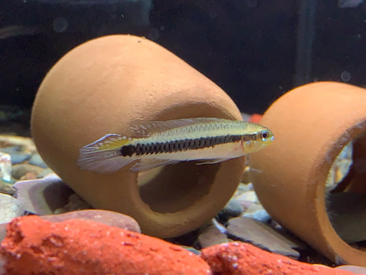 Taeniacara Candidiasis