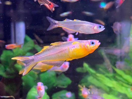 Furcata XL Pair