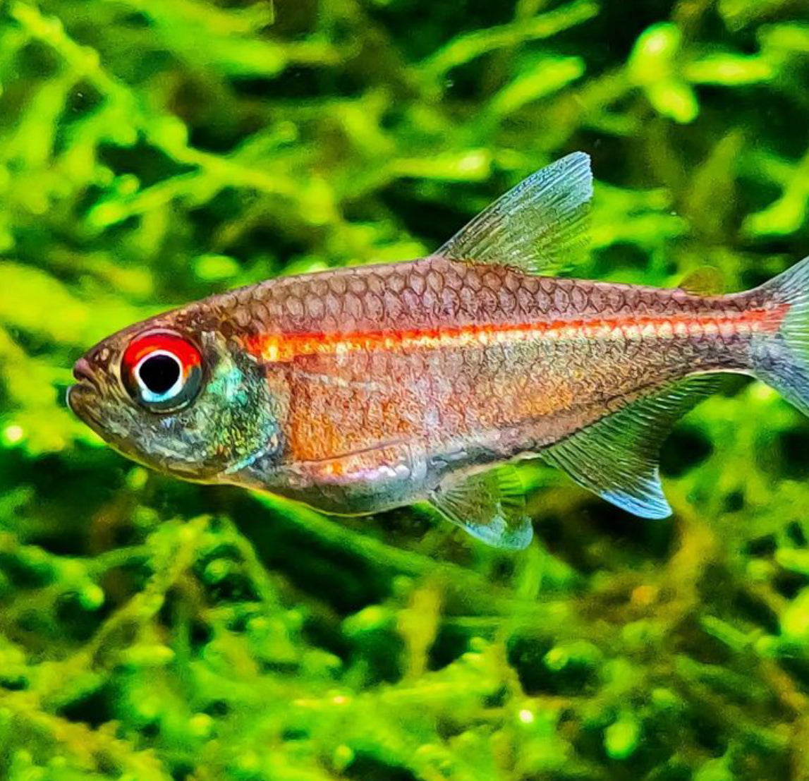 Hemigrammus coeruleus(Watermelon Tetra)
