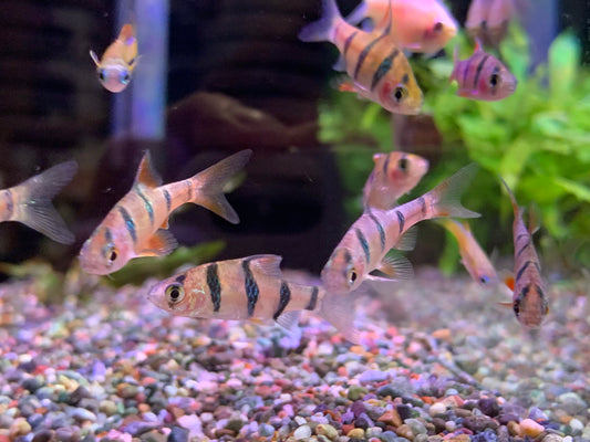 Sixth-Banded Barb