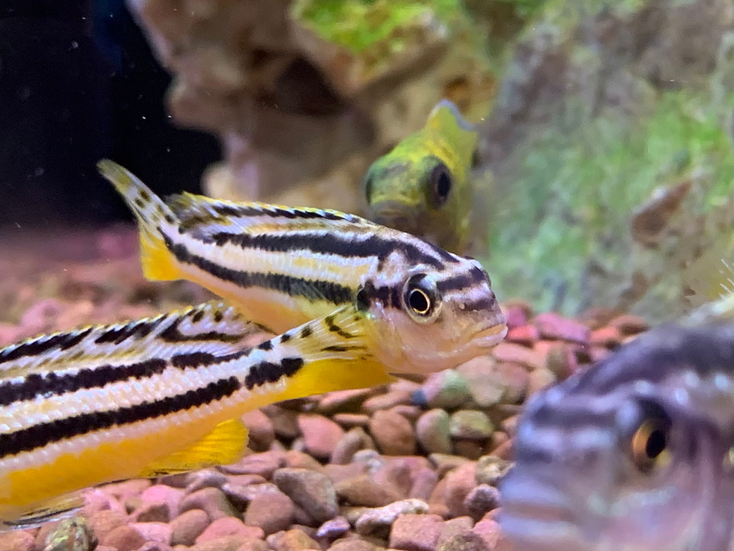 Yellow Stripe