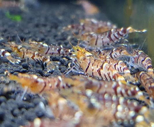 Tiger Shrimp