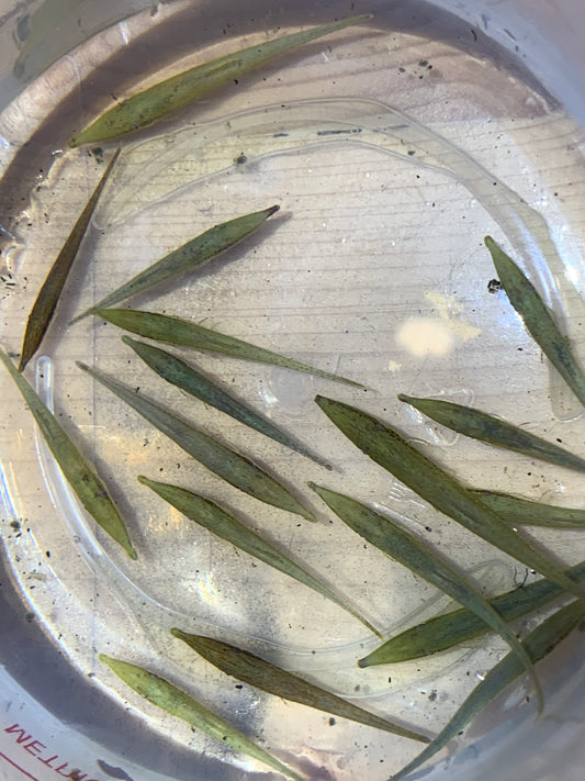 Green Dwarf Farlowella