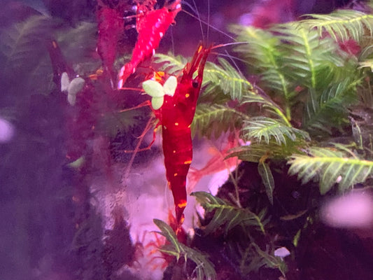 Yellow Cheek Sulawesi Shrimp