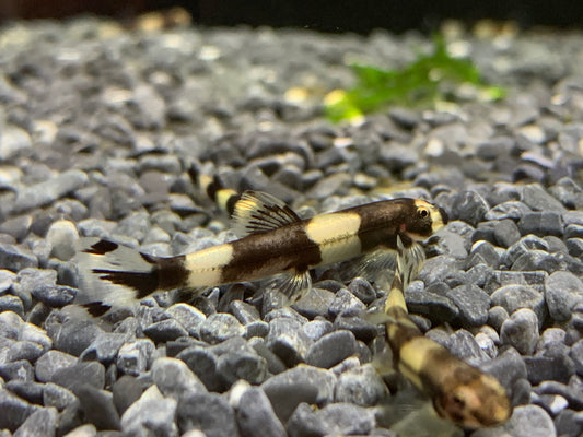 Panda Loach