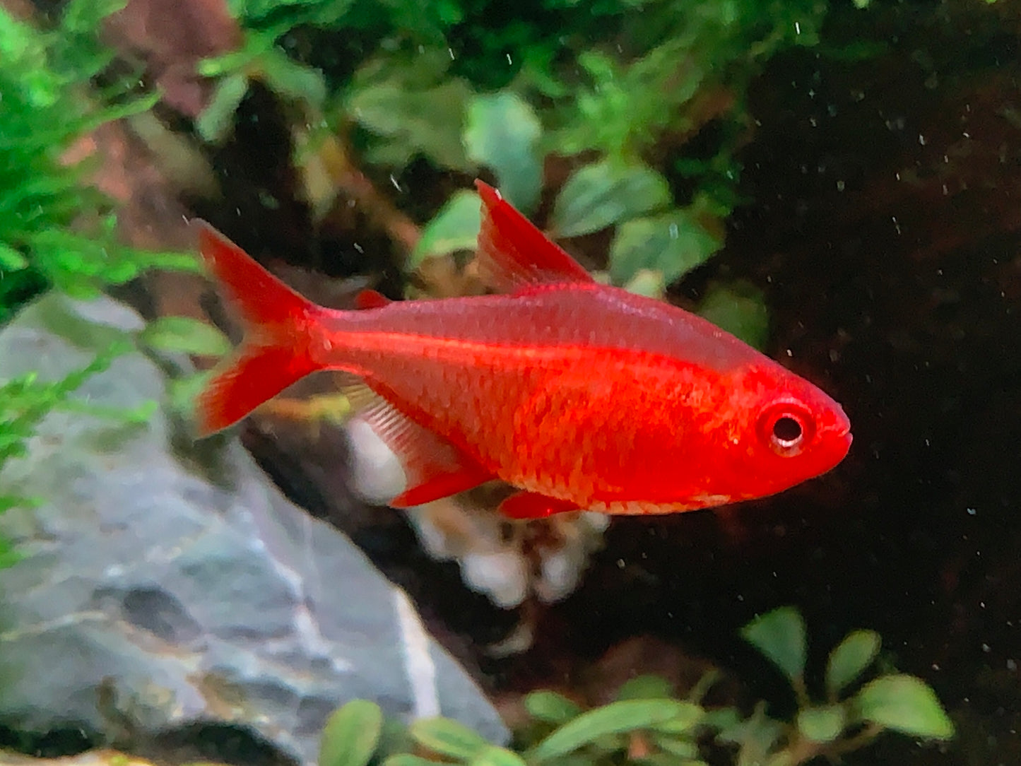 Hyphessobrycon sp “Red Cherry” wild