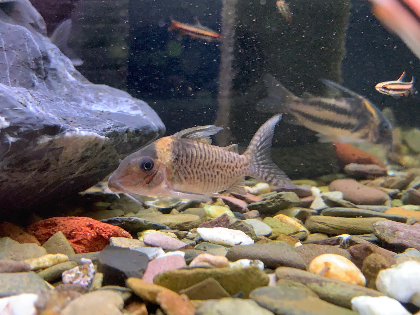 Cory Sp