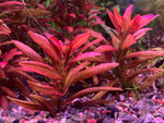 Rotala Sp Sunset