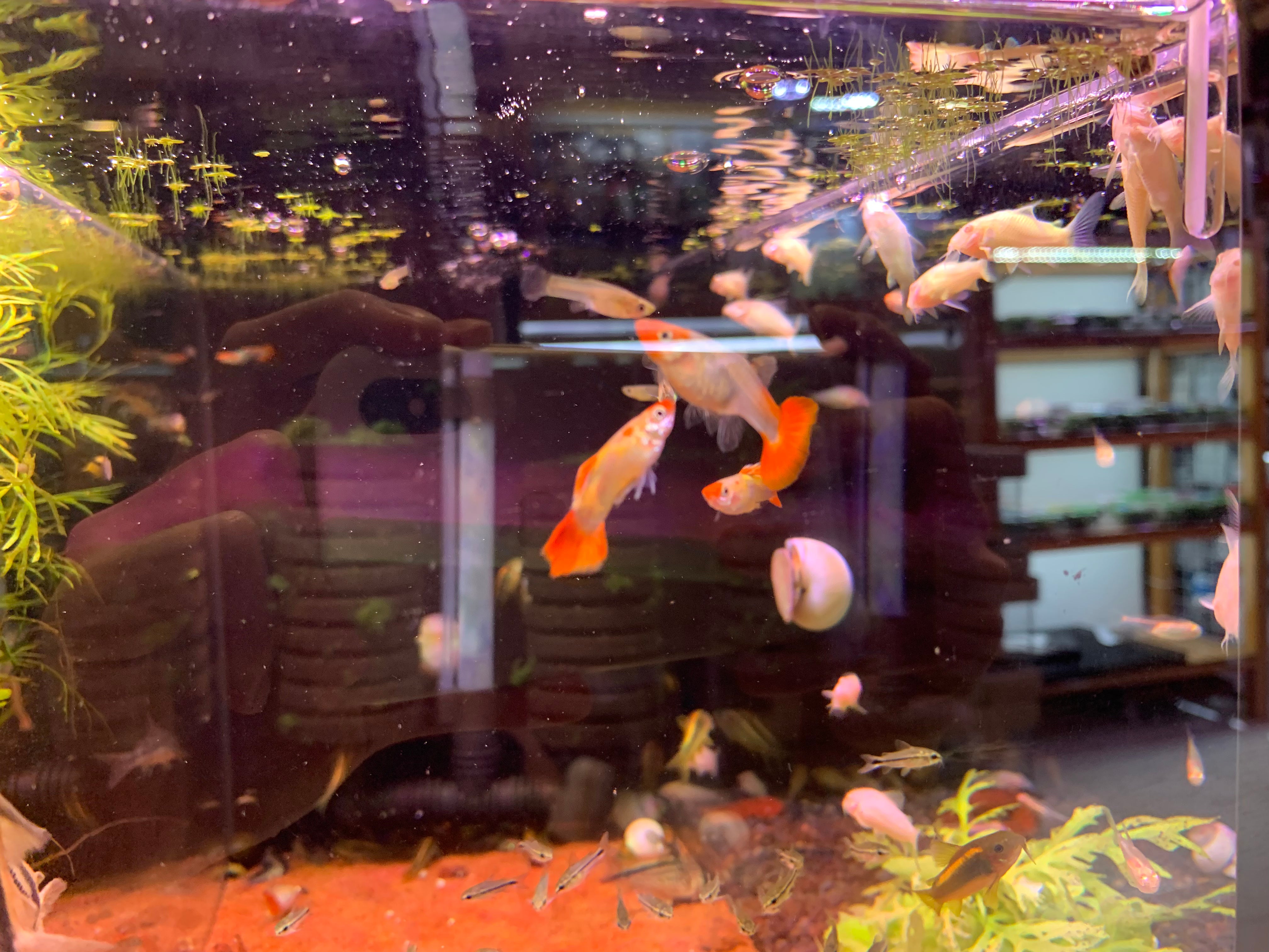 Tuxedo Koi Guppy Pair