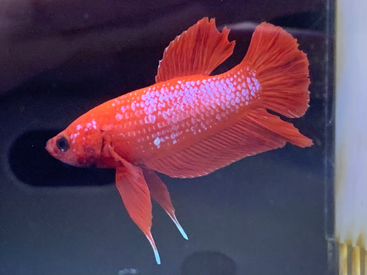 Junior Plakat Betta