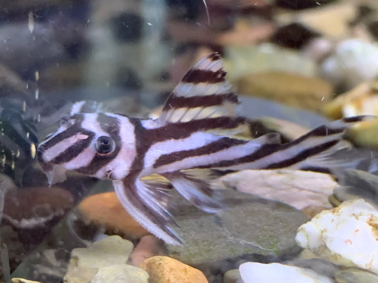 L46 Zebra Pleco