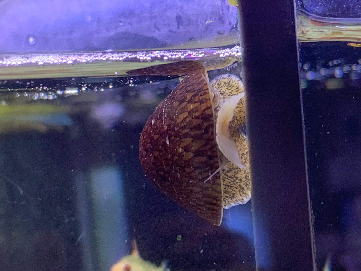 Abalone Snail