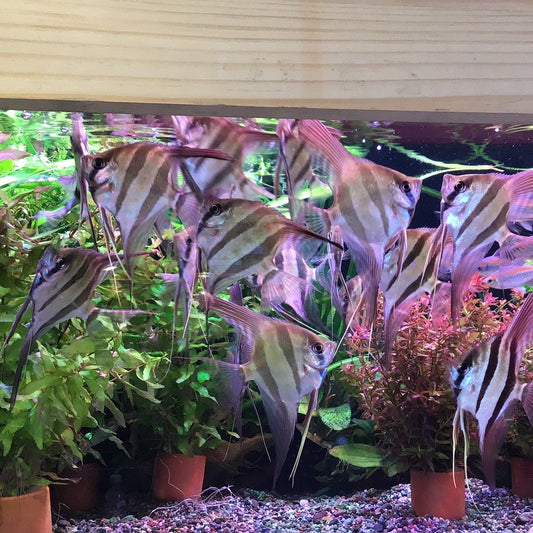 Rio Atabapo Altum Angelfish