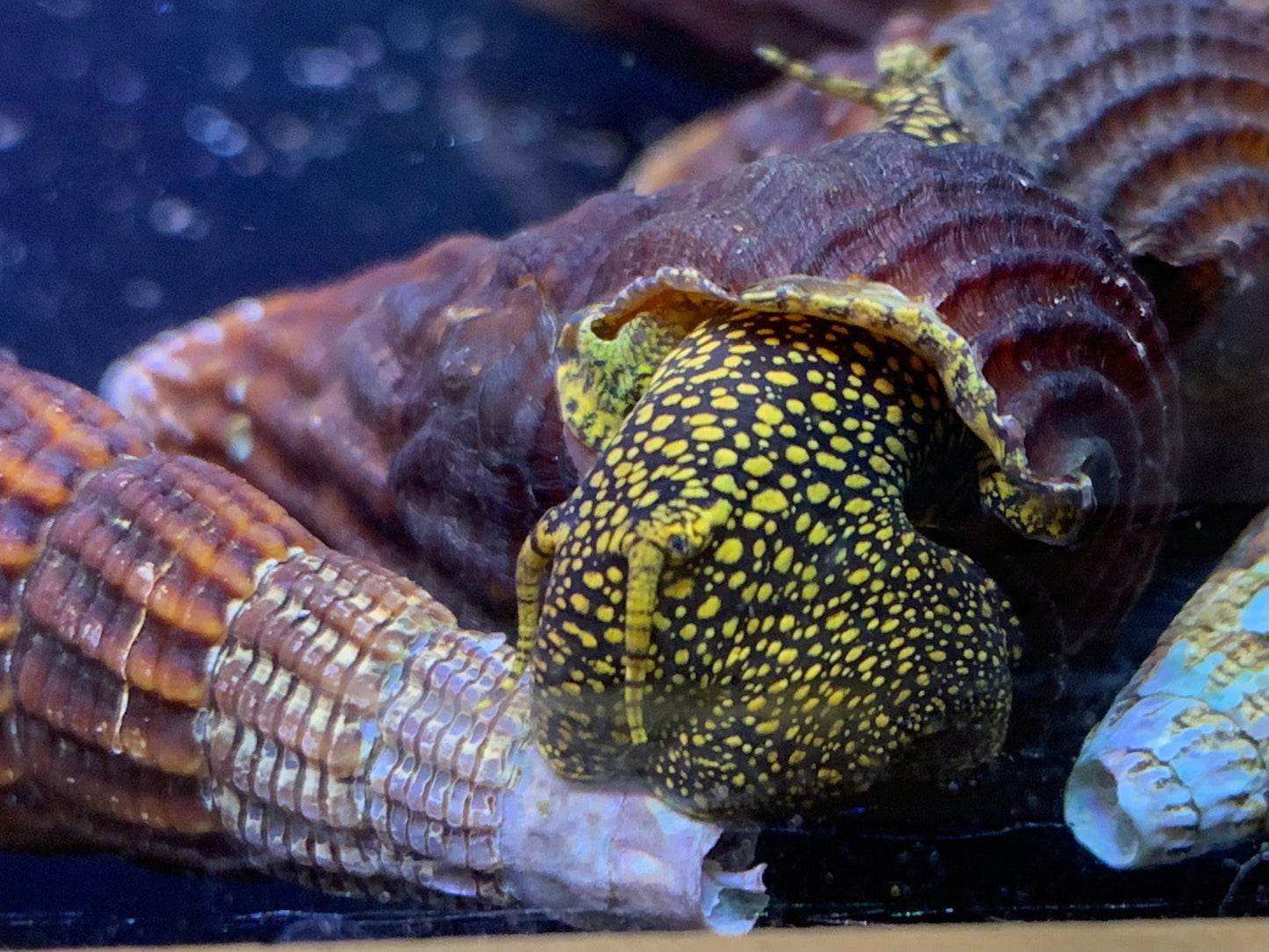 Yellow Spot Rabbit Snail