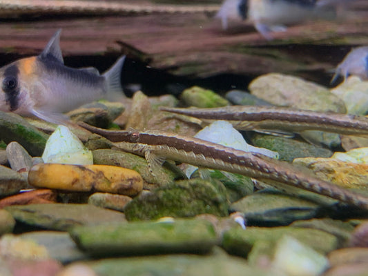 Longnose Twig Catfish