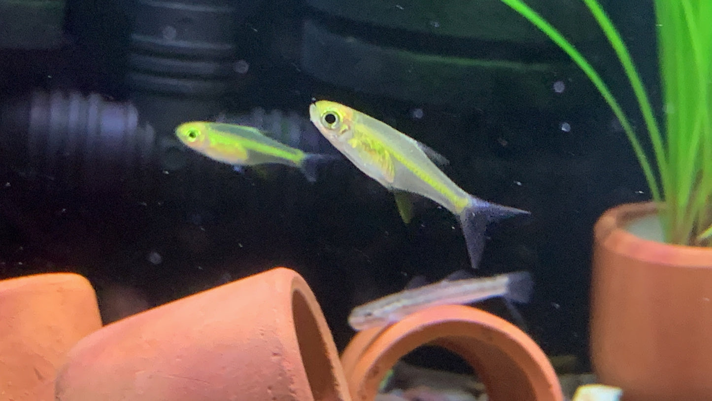 Microrasbora Kubotai