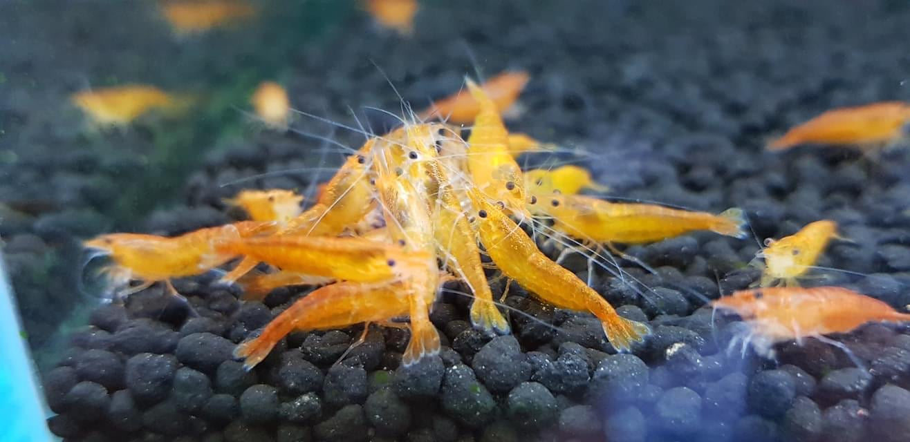 Orange Shrimp