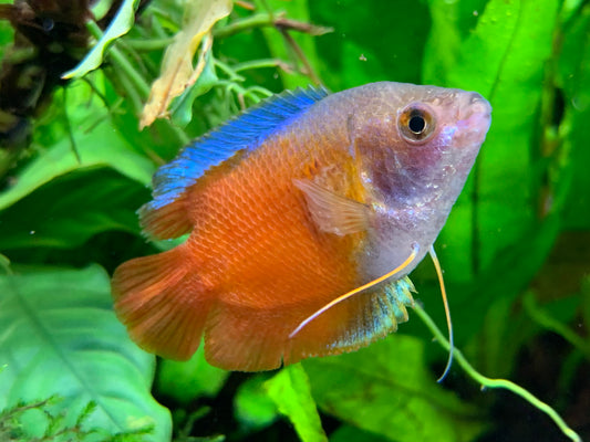 Dwarf Gourami (Red)