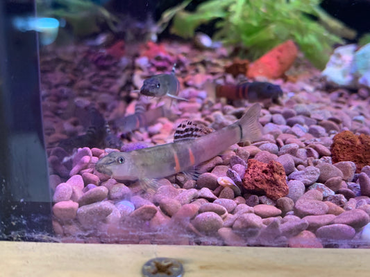 Sumo Loach
