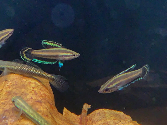 Parosphromenus Nagyi