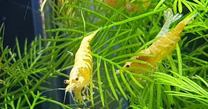 Golden Sand Shrimp