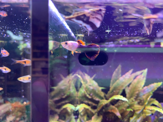 Pink Tuxedo Guppy