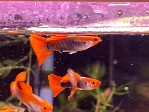 Tuxedo Koi Guppy Pair