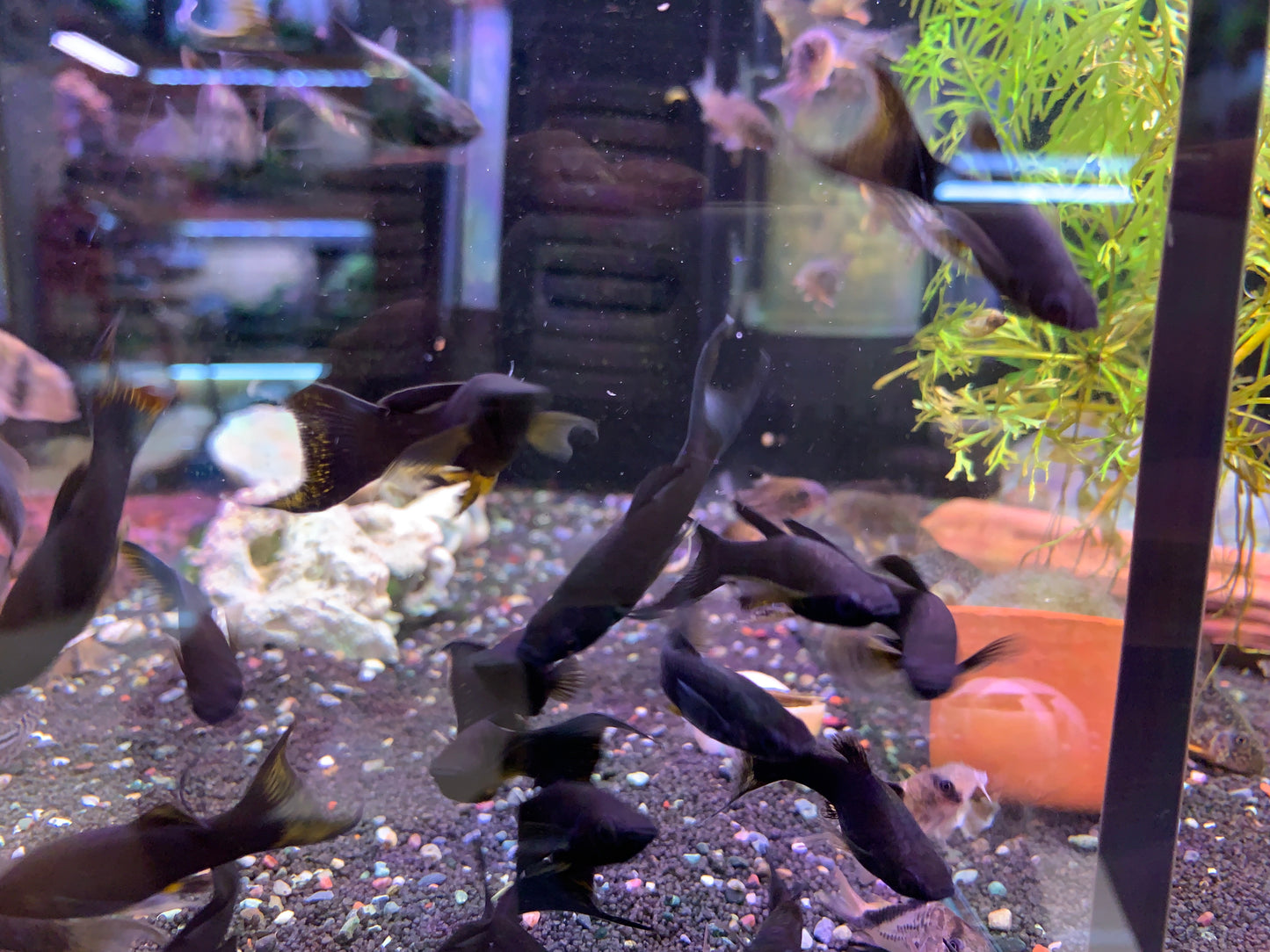 Black Molly