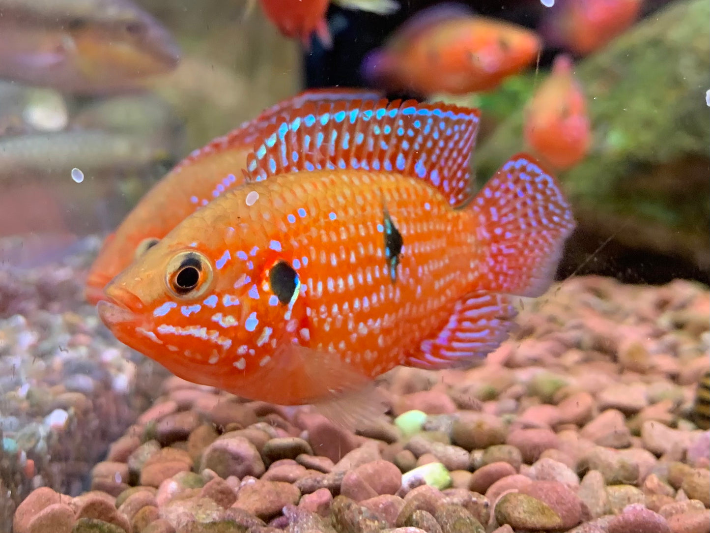 Red Jewel