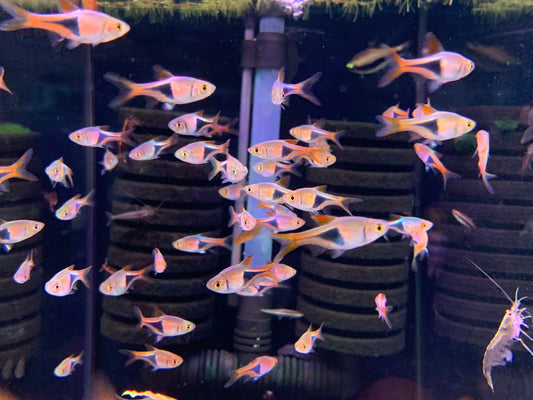 Harlequin Rasbora