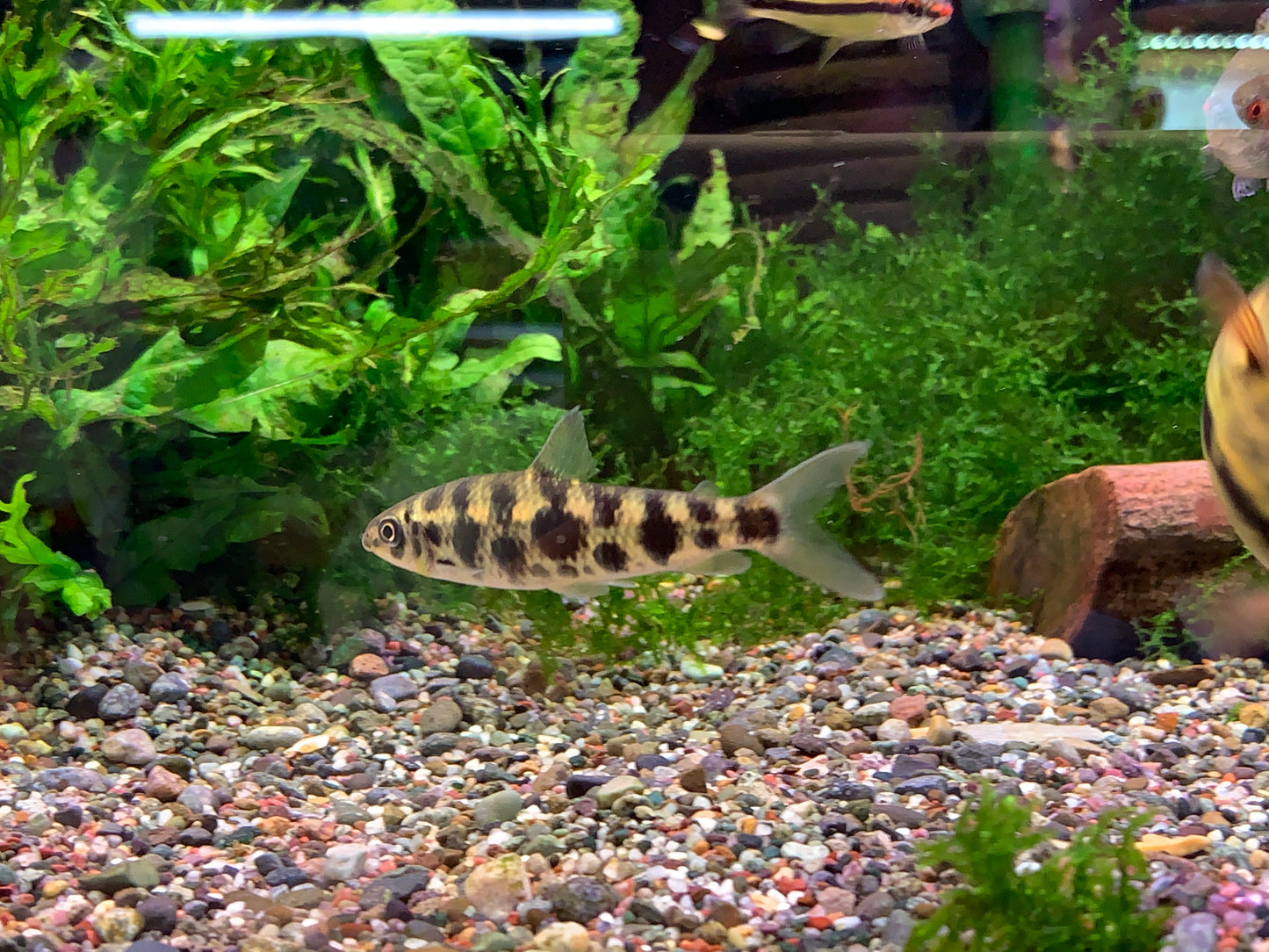 Leporinus sp