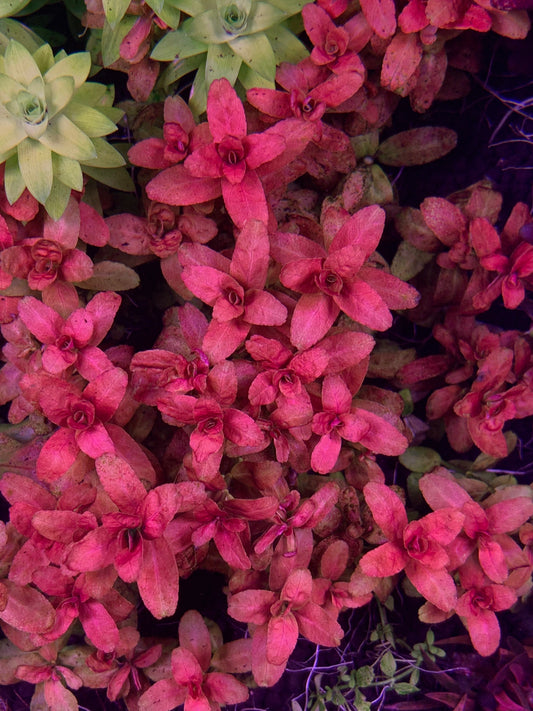 Cuphea Anagalloidea