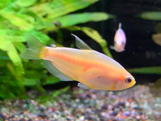 Golden Emperor Tetra