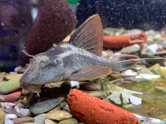 L137 Blue Eye Red Fin Pleco