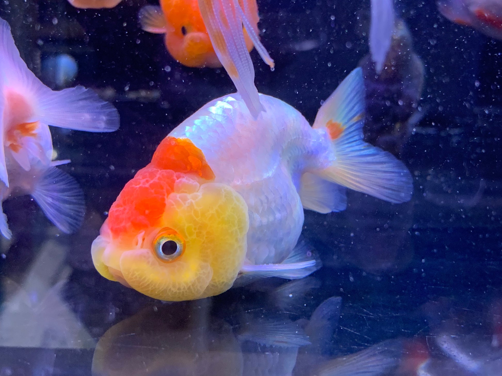 Bad Ranchu Thai Ranchu – Aquatic Avenue Online Store