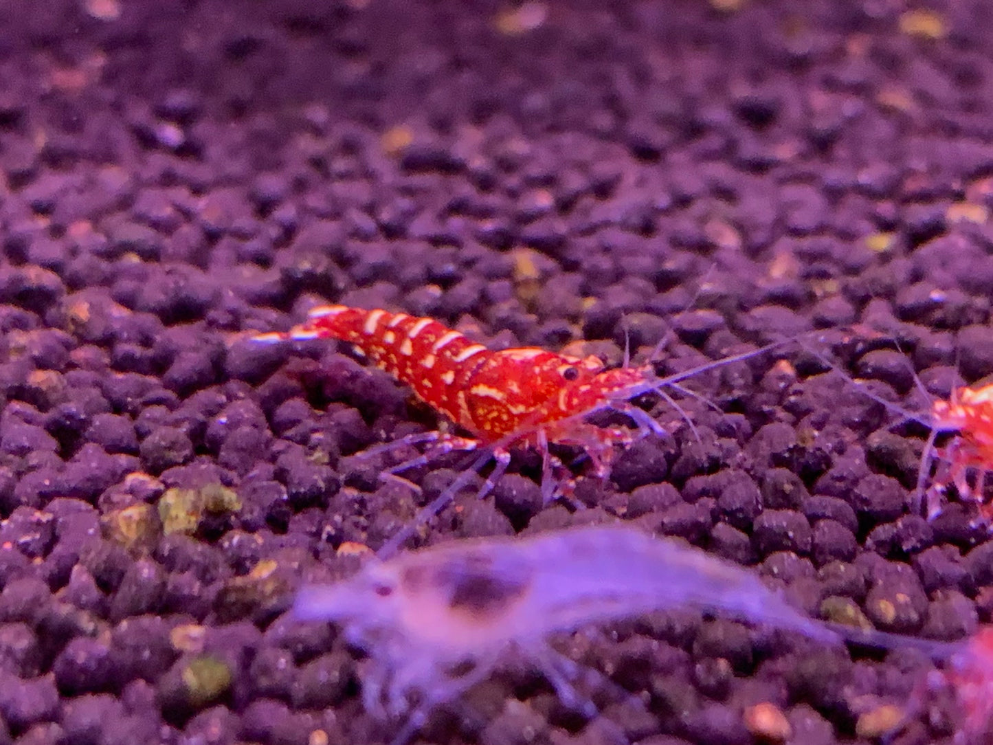 Red Galaxy