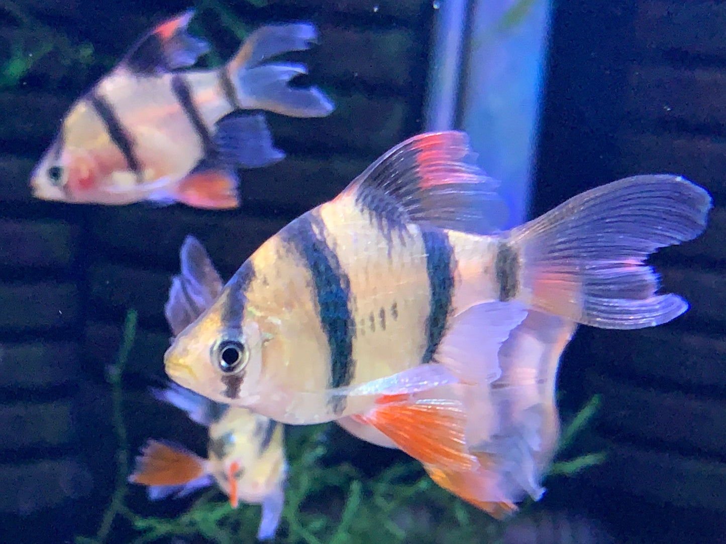 Long Fin Tiger