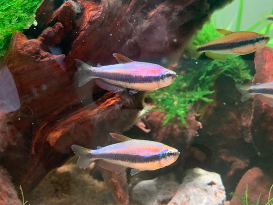 Kerri Tetra